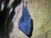 Bats in Malta 4.