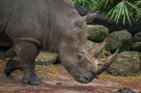Theme Wild Animals