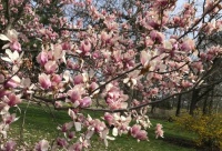 Magnolia Blossoms, Tower  Grove Park, St. Louis, MO
