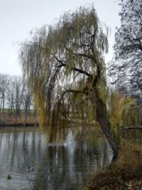 Willow on Lake