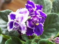 Purple/White Violet
