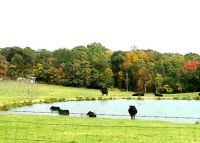Cows