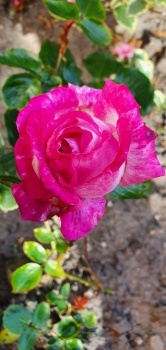 Favourite rose
