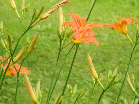 lillies of the field