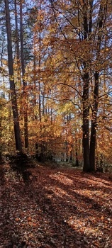 IMG20241028142514