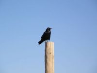 bird on a fence post