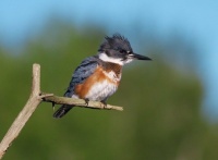 Belted Kingfisher Kimmes-Tobin Wetlands Douglas