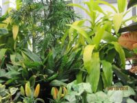Biltmore Conservatory