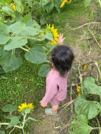 Grandchild at the sunflower farm