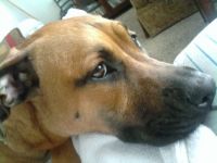 Grady Lady