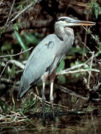 Blue Heron #1