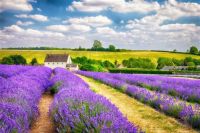 Lavender Fields In The Cotswolds