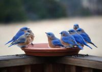 Bluebirds Audubon.org