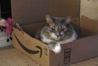Greyson:  loving his Amazon box while surveying all he owns.  I think he thinks he owns everything.