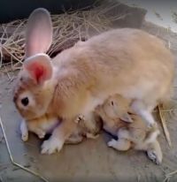 Mom rabbit and her babies