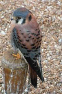 Birds #11