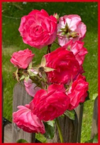 In my brother's garden.  In mijn broers tuin.