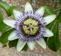 Passionflower.