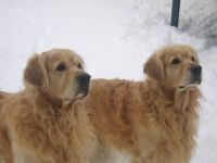 Benji and Hex in the snow
