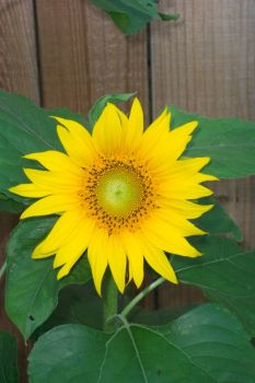 A SUNFLOWER FROM THE SUNFLOWER STATE