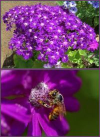Purple Cineraria and the bee...