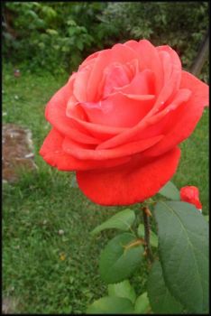Nepřehlédnutelná růže...  An unmissable rose ...