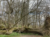 Fallen Tree