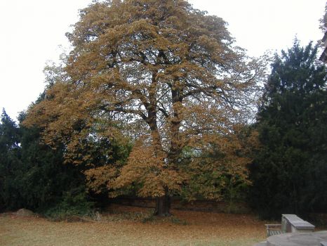 Golden Tree Willen Churchyard Autumn 2009 - Medium