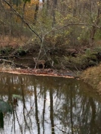 Deer across the water