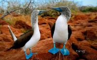 Blue Footed Bird