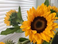 Fresh Cut Sunflowers