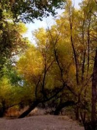 Autumn colors along a river in Arizona