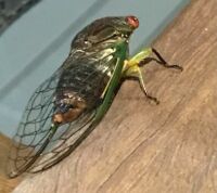 Summertime sounds like cicadas