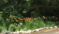 Orange Day Lilies and Hostas.