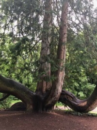 Blarney Castle gardens, Ireland