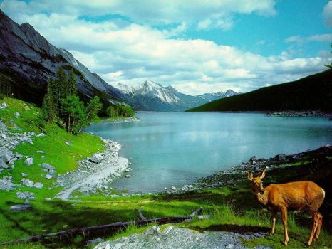 Mountain lake with deer