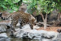 leopard