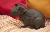 Ever seen a hairless Guinea Pig before?