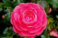 Camellia