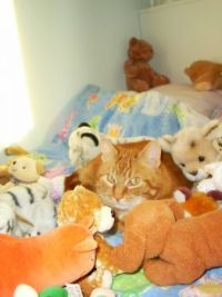 Tijger "incognito"