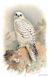 A Gyrfalcon for you!