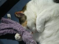 Cinder loves her octopus toy!