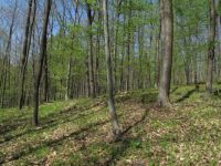 Forest near Útěchov in the spring