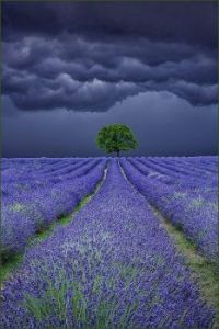 Lavender Field, Provence France by Antony Zacharias