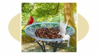 bird bath feeder