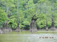 Cypress in Honey Lake