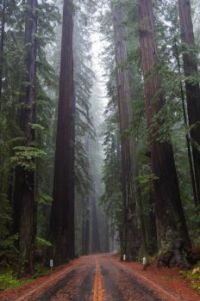 Redwoods on a misty day
