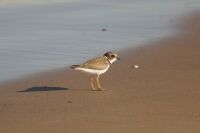 Bird on the shore, Magdalen Islands = Oiseau de plage Iles de la Madeleine