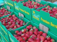 Strawberries galore in Oregon