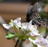 Swallowtail and Apple Blossoms
